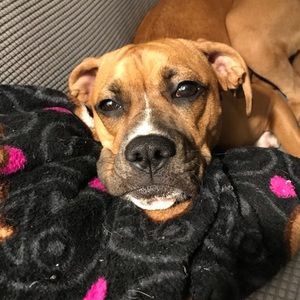 Meet your Posher, Crystal